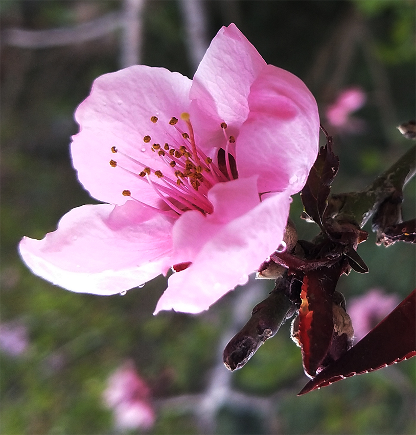 五一创业网-创业素材-桃花近景图片本期拍摄内容:鲜花-桃花近景图片